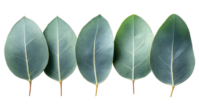 Five Delicate Eucalyptus Leaves in a Row Against a White Background