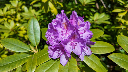 Elegant purple azalea flowers in sunlight