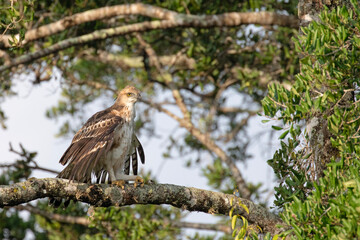 A hawk eagle prepares to fly away from a high branch.