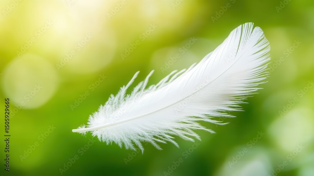Poster delicate white feather floating gracefully in nature with soft green background and gentle bokeh eff