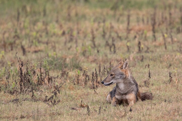 A Sri Lankan jackal relaxes on a grassy patch in Kumana national park.