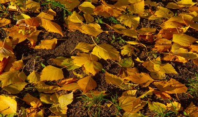 Autumn photography, leaves in the fall, At this time of the year the trees seem to come to life, breaking from orange, red and copper flowers