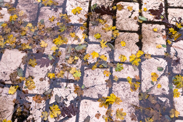 
a gray concrete or asphalt surface covered with green moss or algae, creating a textured, natural pattern.