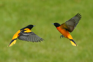 BAltimore orioles
