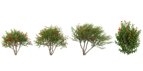 set of BUCIDA trees on transparent background