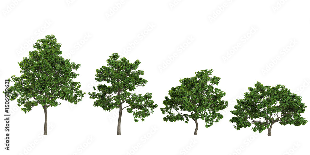 Poster set of catalpa trees on transparent background