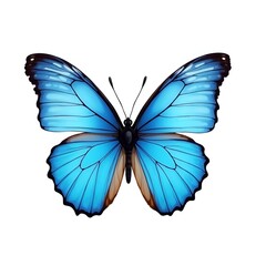 Obraz premium Beautiful butterfly isolated on white background.