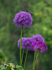 Endlich gab es Regen, Freude für die Natur, Kugelköpfiger  Lauch (Allium sphaerocephalon)