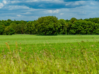 Ostbäume im Frühjahr
