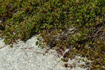 Thymus quinquecostatus with tiny green leaves and pink flowers spreading on ground and rocks in Korea