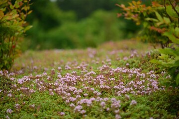 Thymus quinquecostatus with tiny green leaves and pink flowers spreading on ground and rocks in...