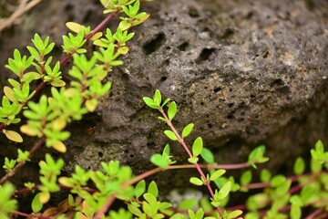 Thymus quinquecostatus with tiny green leaves and pink flowers spreading on ground and rocks in Korea