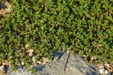 Thymus quinquecostatus with tiny green leaves and pink flowers spreading on ground and rocks in Korea