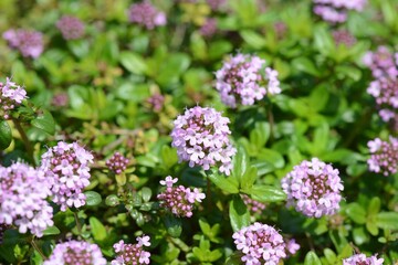Thymus quinquecostatus with tiny green leaves and pink flowers spreading on ground and rocks in Korea