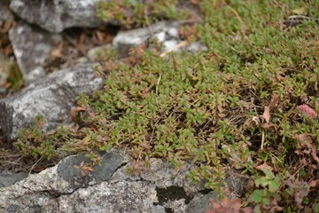 Thymus quinquecostatus with tiny green leaves and pink flowers spreading on ground and rocks in...