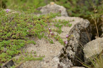 Thymus quinquecostatus with tiny green leaves and pink flowers spreading on ground and rocks in Korea