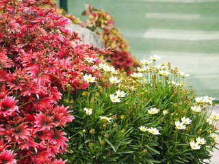 White Daisy or Oxeye Daisy is grown alongside Coleus or Painted Nettle with red-brown leaves. The red and green leaves contrast with the small white flowers. The white flowers have yellow stamens.
