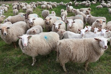 Fototapeta premium Flock of curious sheep, lambs and goats on a meadow. Sheep grazing in spring in a nature reserve in Belgium.