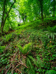 Fototapeta premium Farn im Frühjahr