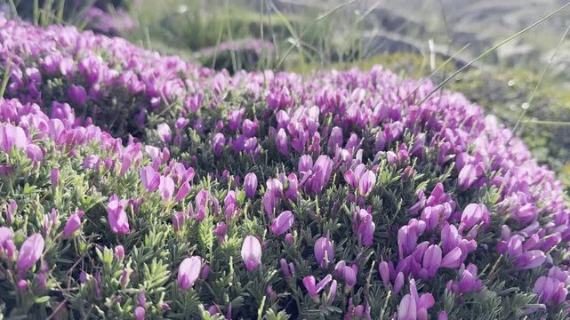 hard bush type, thorny purple astragalus plant