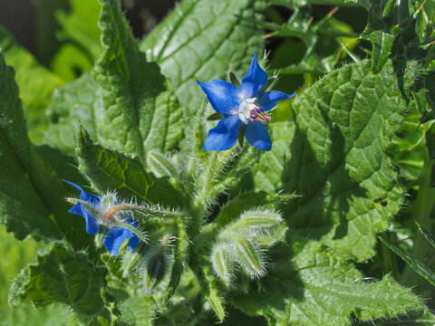 Borago officinalis or Blue Borage, wild flower, close up. Annual herb in the flowering plant family Boraginaceae. Starflower borage was cultivated for culinary and medicinal uses.
