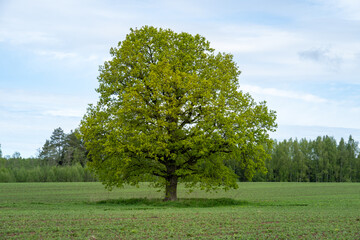 Fototapeta premium Majestic lone oak tree in green field under blue spring sky, symbol of strength, growth and stability in rural natural landscape