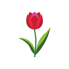 Tulip Flower Vector Illustration on White Background