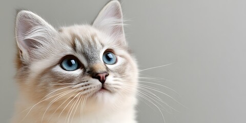 A charming kitten with striking blue eyes gazes curiously upwards, capturing the essence of playful innocence and feline beauty in a serene indoor setting.