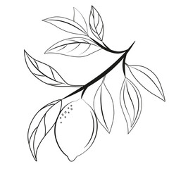Lemon on a branch black and white image. Tropical fruits drawing isolated on white background. Lemons with leaves vector illustration. Flat style.