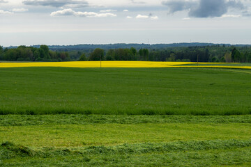 Layered rural landscape with mown grass, green field and blooming rapeseed under cloudy sky, spring countryside panorama