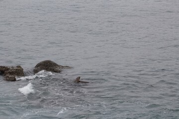 Fototapeta premium Sea Lions swimming in la jolla cove san diego california