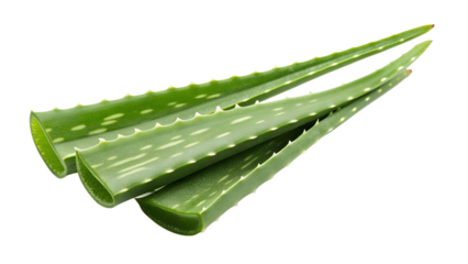 Fresh aloe vera leaves isolated on transparent background