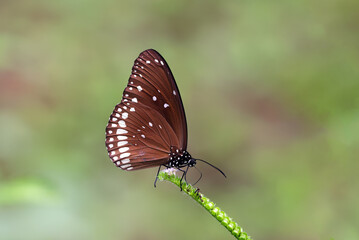 Common Crow Butterfly perched gracefully on leaf in natural habitat