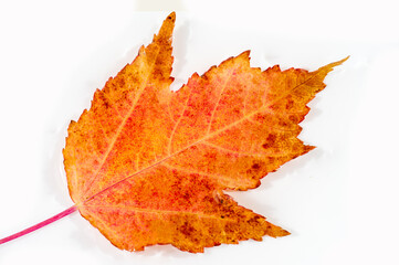 Beautiful autumn foliage of the Acer ginnala tree. The maple leaf symbolizes strength and endurance...