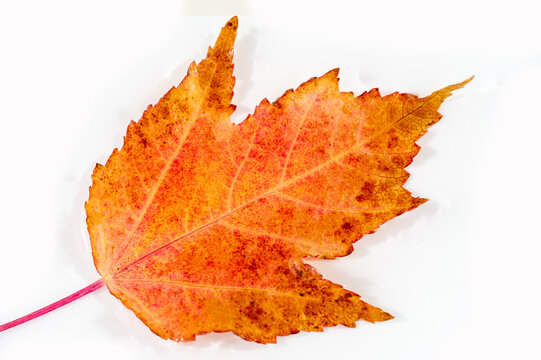 Beautiful autumn foliage of the Acer ginnala tree. The maple leaf symbolizes strength and endurance in Japanese culture. The perfect addition to any fall landscape.