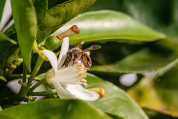 Close-up of a bee collecting pollen from white orange blossoms in spring. Biological agriculture....