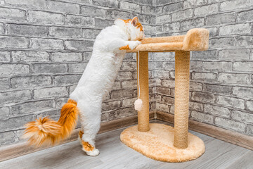  white cat climbs onto cat play structure. the cat climbs into the bed. play complex for cats. scratching post for cat. 