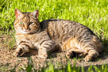 Obraz premium tortoiseshell cat lying on lawn, close-up. a homeless cat is lying on the lawn. cat resting lying in the grass