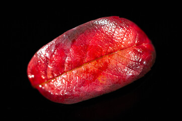 A stunning image of an autumn bright red rowan leaf. Contrast of colors between the red leaf and black background. A simple yet striking way to capture the beauty of fall foliage.