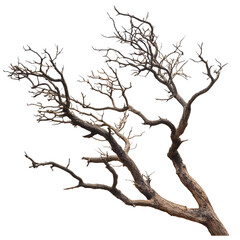 Dead tree branch isolated on black background nature detail