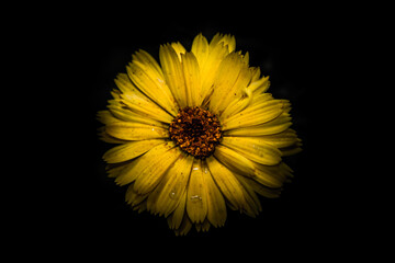 Yellow Marigold (Calendula officinalis)