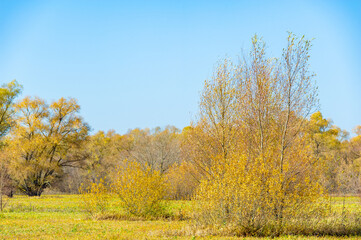 the beauty of yellow trees reflected in the river. Feel the peaceful and serene atmosphere of autumn in the floodplain. Take a leisurely walk or bike ride along the riverbank to enjoy the fall colors.