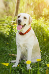 dog labrador retriever fawn color in nature.