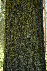 Obraz premium Green fungus moss mold growing on Ancient giant sequoia trees (Sequoiadendron giganteum) at Mariposa Grove in yosemite national park