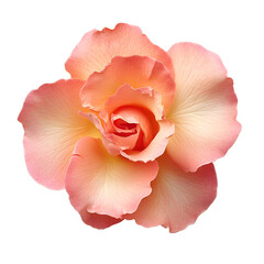 Peach Rose Blossom Closeup Black Background