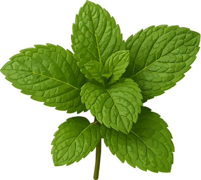 Pudina pata / Mint 