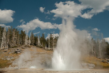 Grand Geyser fountain geyser erupting in the Upper Geyser Basin of Yellowstone National Park, tallest predictable geyser