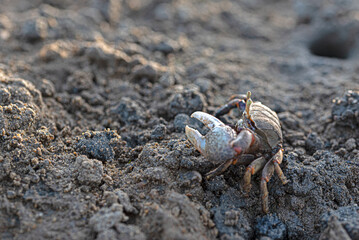 Fiddler crab or sand crab moving on the beach