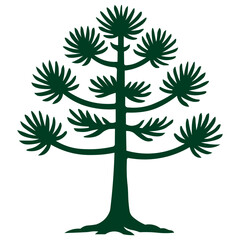 Araucária tree illustration, simple araucaria pine tree from Brazil, Chile, Argentina, South America. Outline on transparent background
