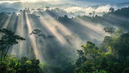 Sunbeams pierce a misty rainforest
